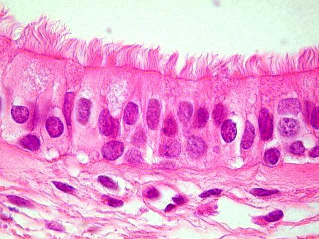 Histologia e Embriologia