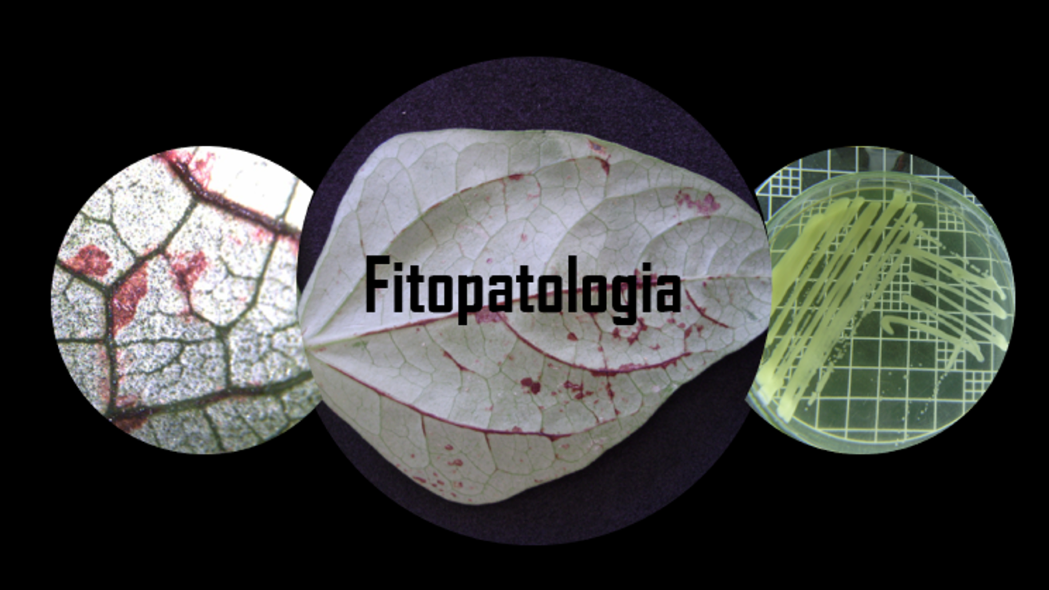  Fitopatologia [ Morgana Santos ]