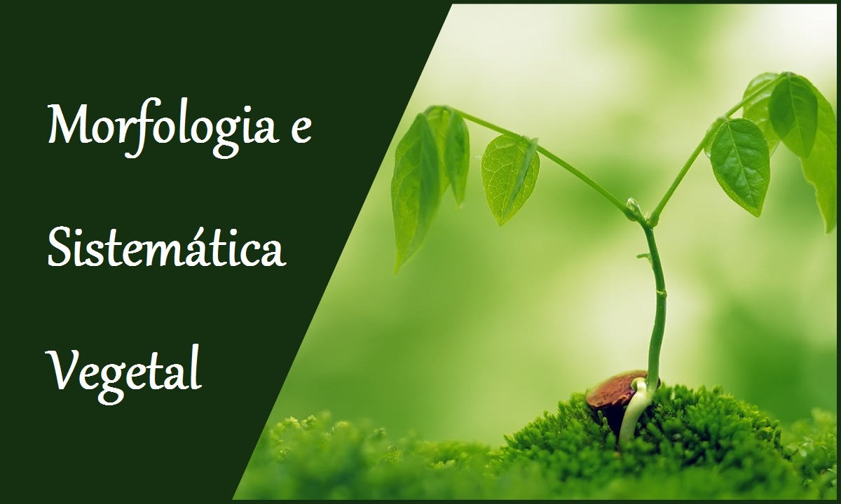 Morfologia e Sistemática Vegetal 2º Sem Zoo - 2020.2