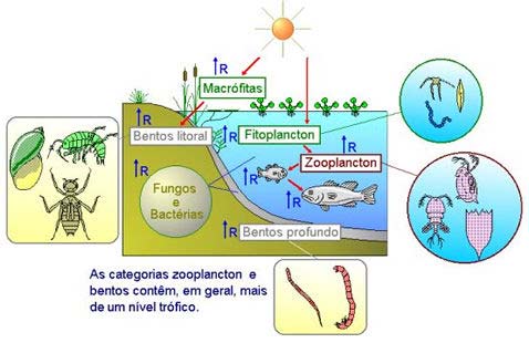 Ecossistemas aquáticos