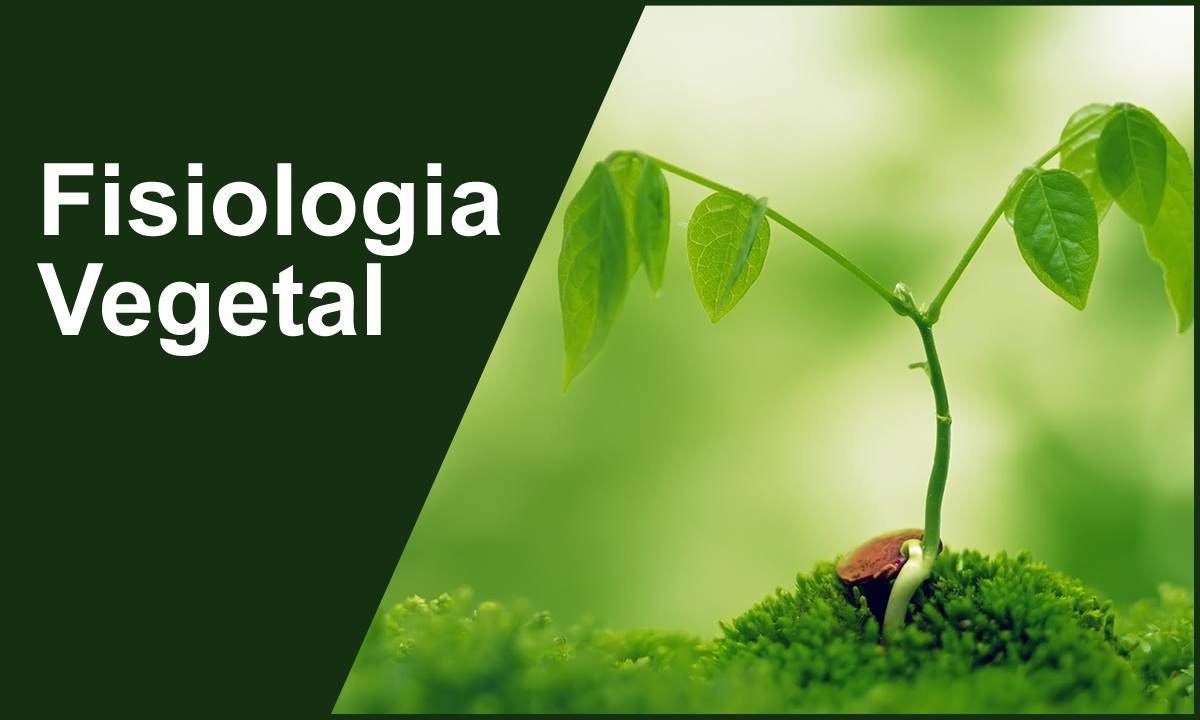 Fisiologia Vegetal   3º Sem. Zoo 2021.1