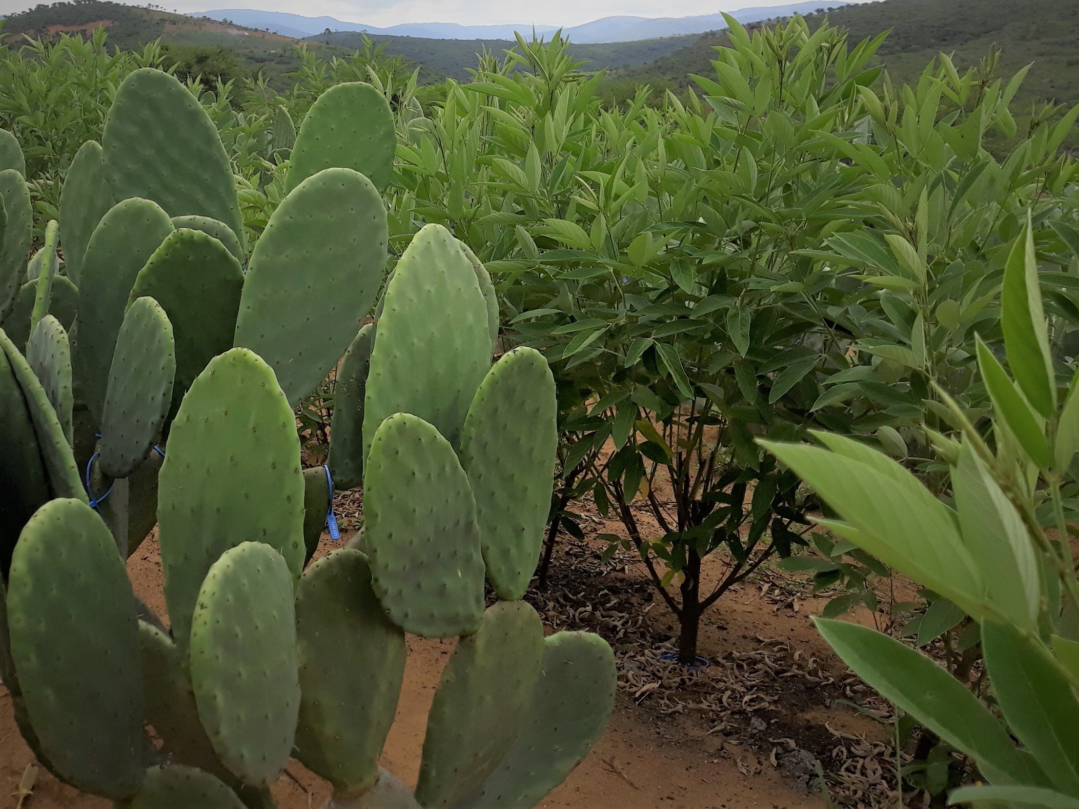 Optativa VI – Recursos Forrageiros da Caatinga 9º Sem Zoo - 2021.1