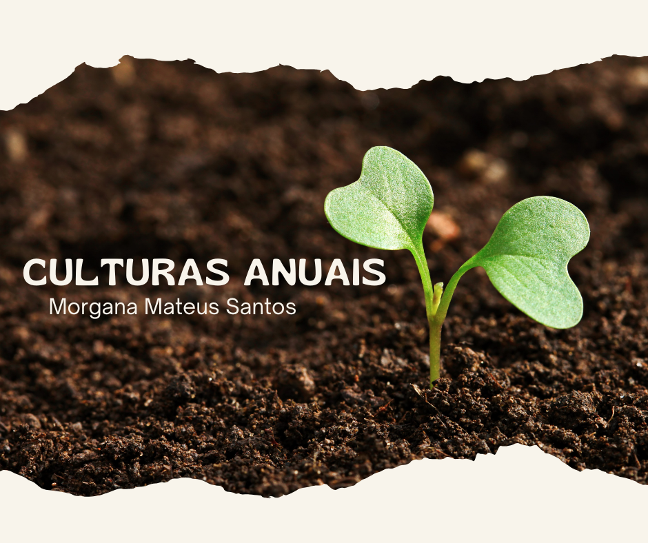 Culturas Anuais (2023.2) - Docente Morgana Mateus
